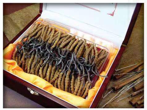 伍家岗冬虫夏草回收